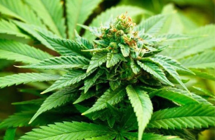 Un cancreux s'en remet  naturopathie et gurit son cancer de la vessie