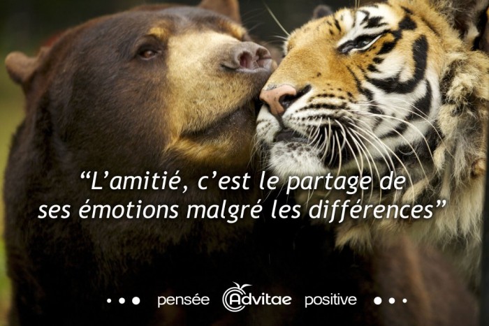 L’amitié, c’est le partage de  ses émotions malgré les différences