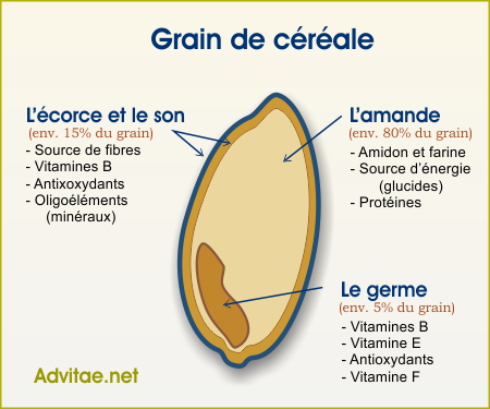 Dtails d'un grain de crale