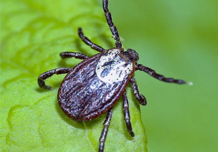 La maladie de lyme:  une maladie amplifie par les laboratoire d'armes biologiques amricains?